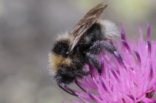 Bombus sp.
